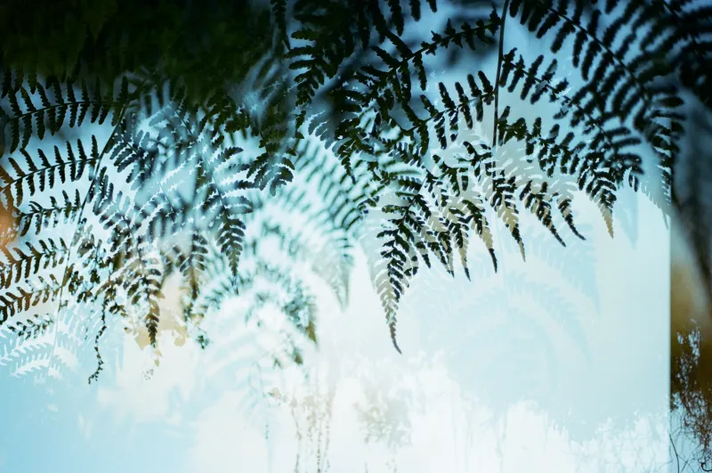 fern cave